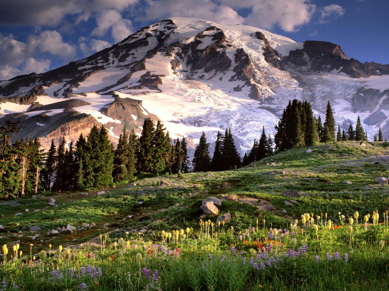 обои Blooming Wildflowers and Mount Rainier, Washington фото