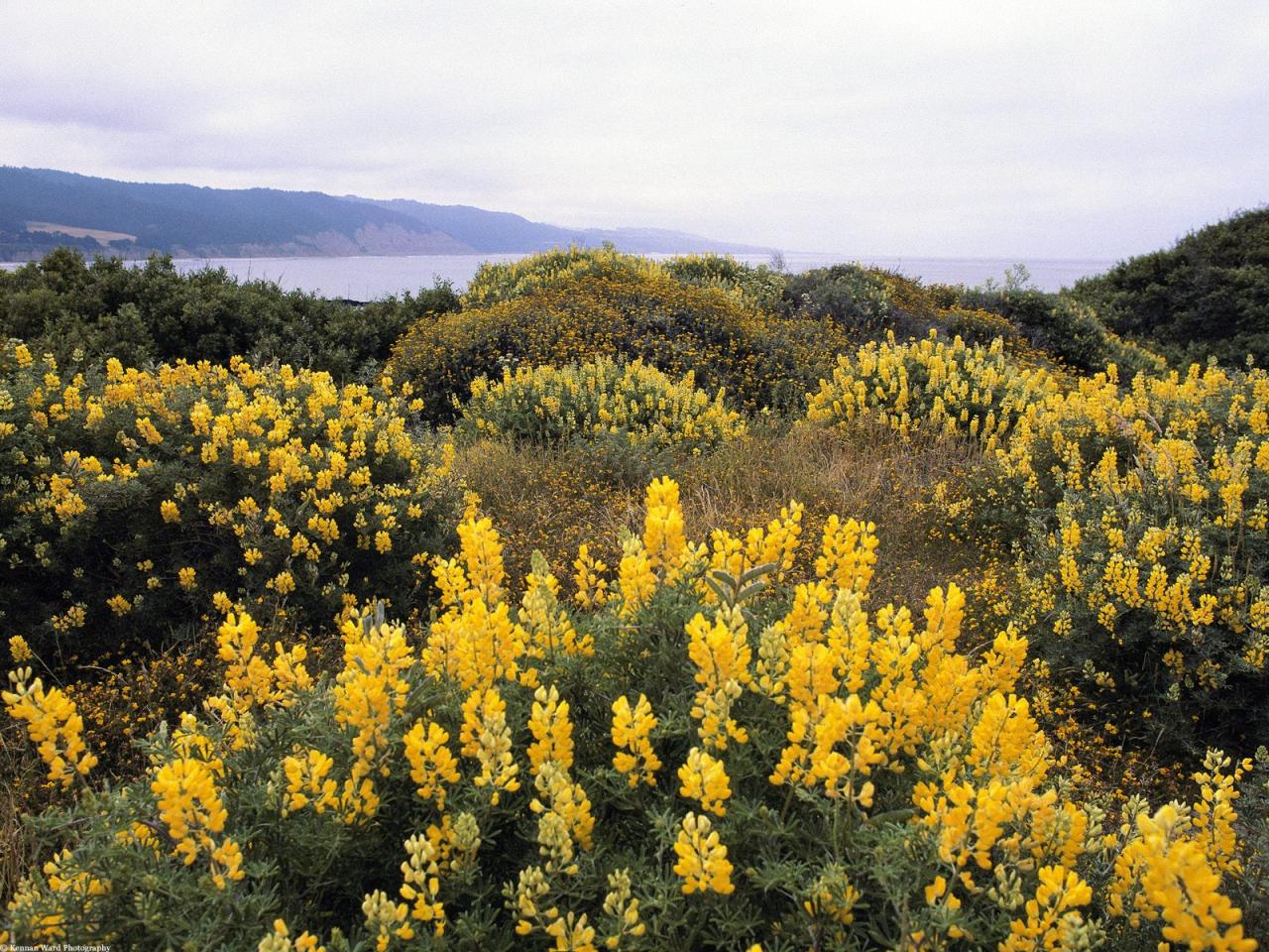 обои Butter Lupine, Ano Nuevo State Reserve, California фото