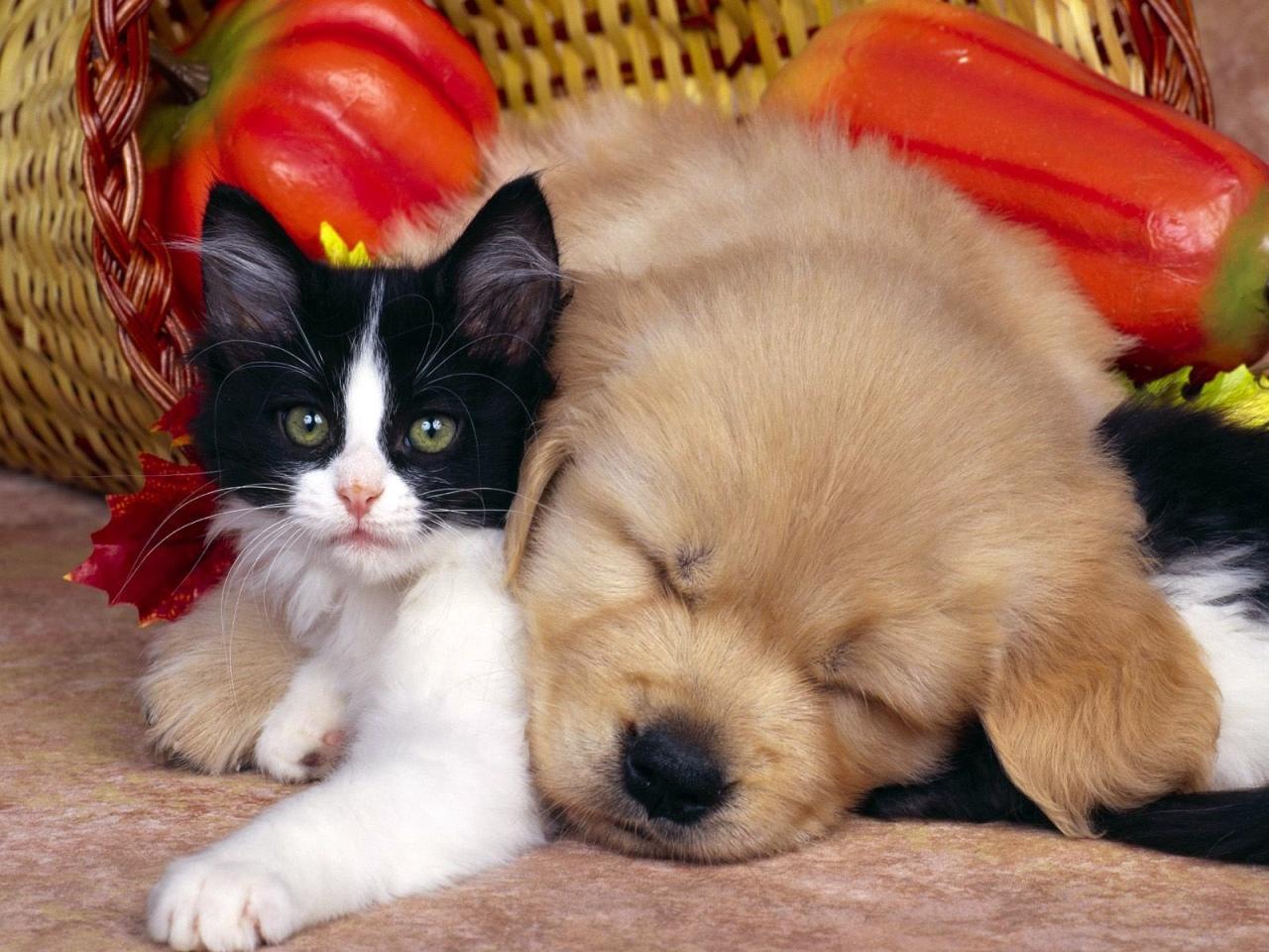 обои Кот и пес фото