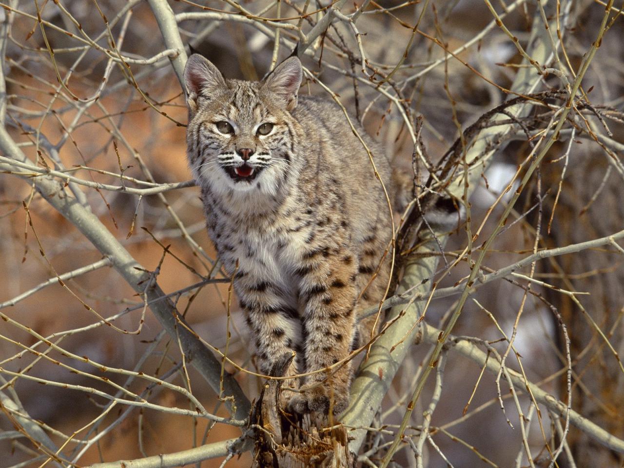 обои Bobcat in Tree фото