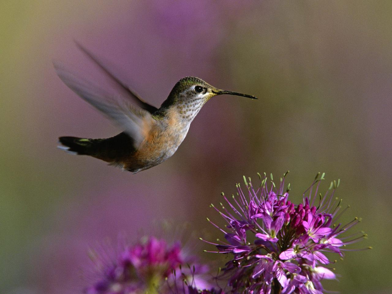 обои Broad-Tailed Hummingbird фото