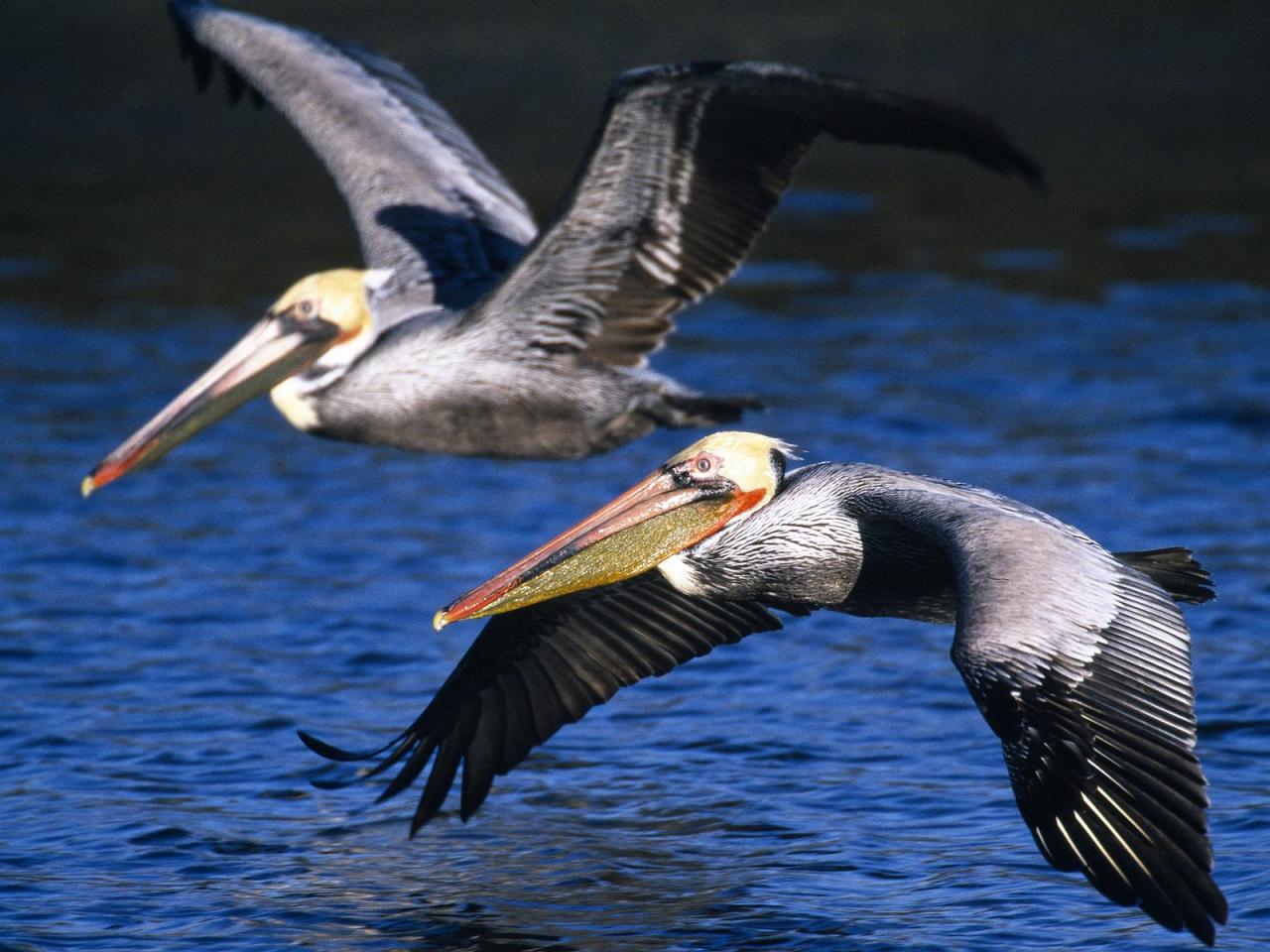 обои Brown Pelicans in Flight фото