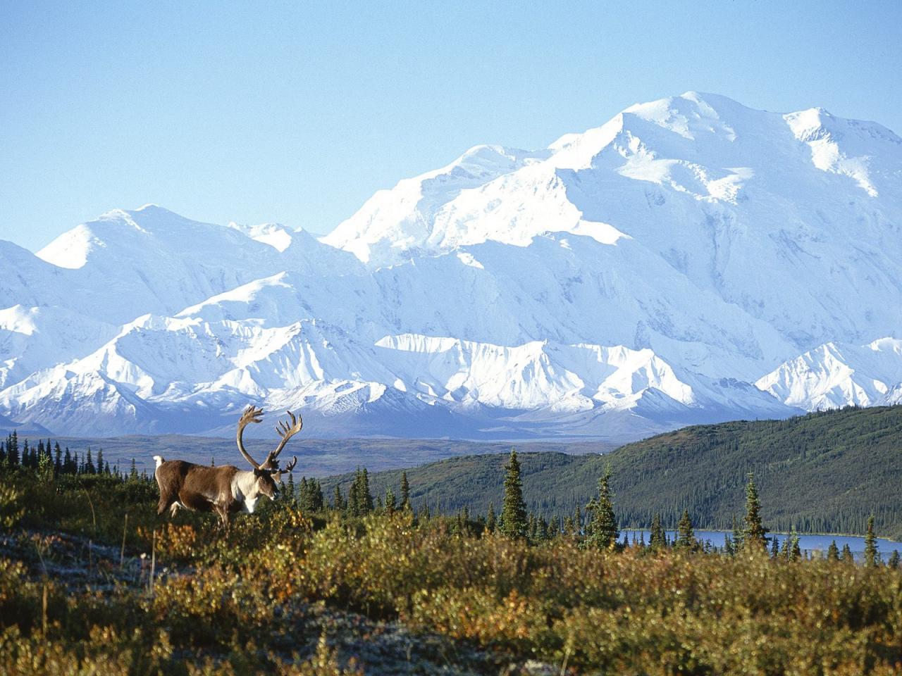 обои Caribou and Mount McKinley, Denali National Park фото