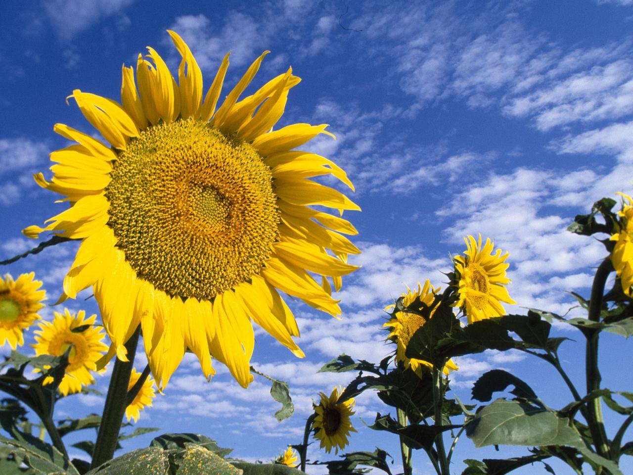 обои Colorful Sunflowers фото