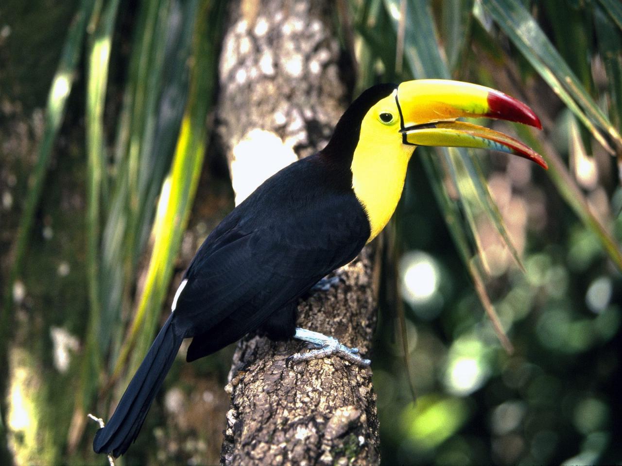 обои Colorful Toucan фото