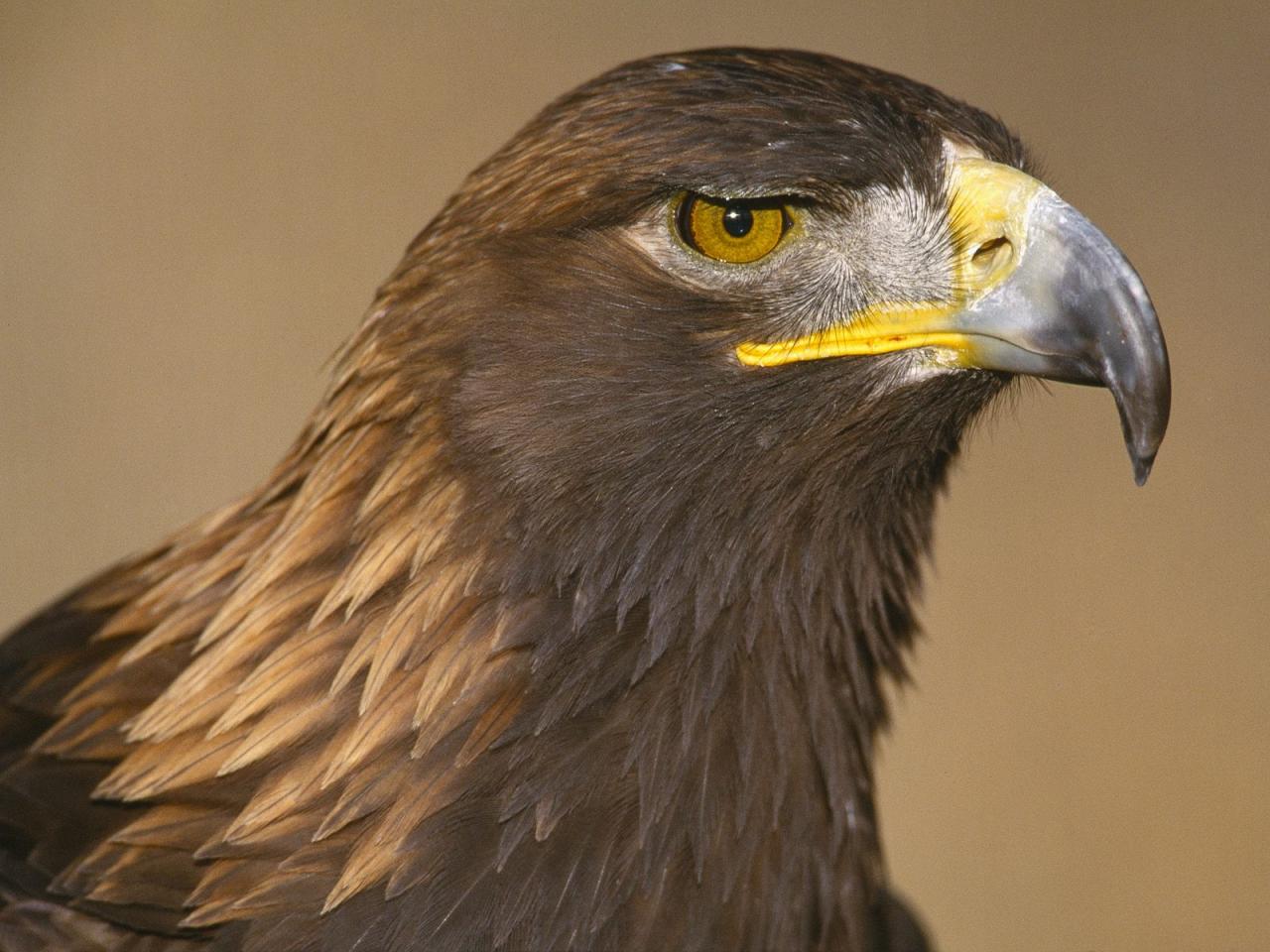 обои Golden Eagle фото