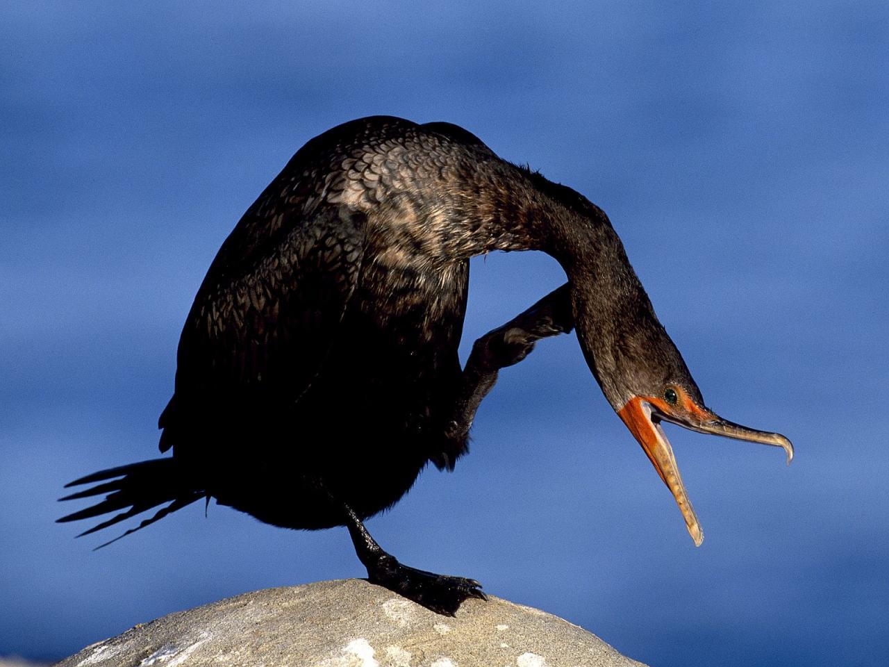 обои Itchy Cormorant фото