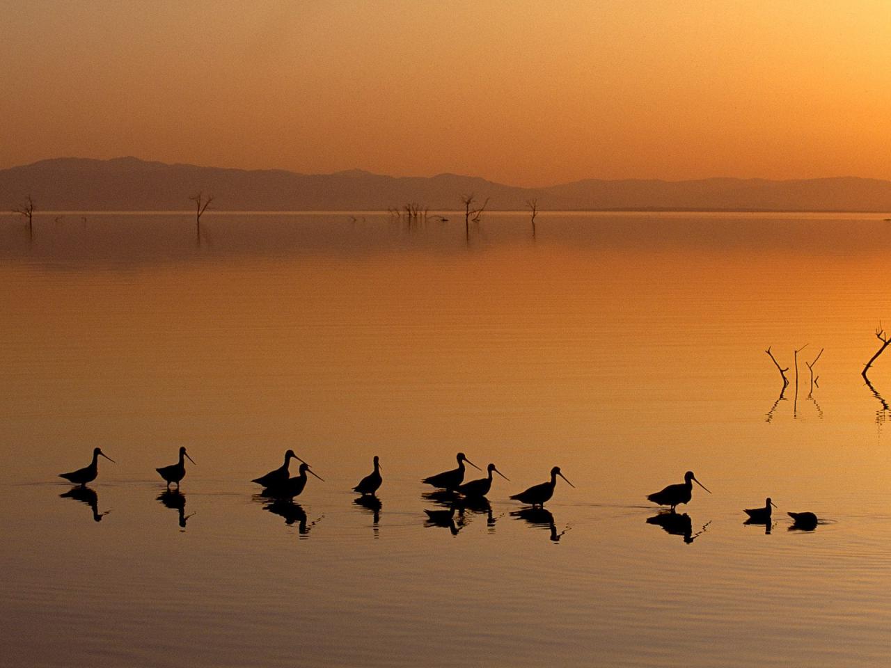 обои Marbled Godwits, Salton Sea, California фото