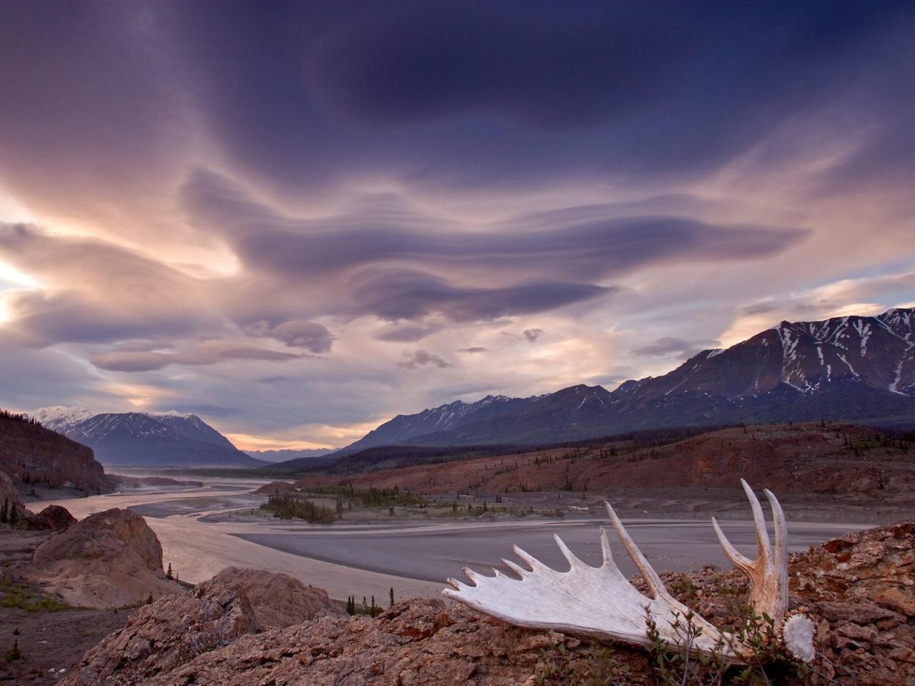 обои Moose Antler, Alsek River, Yukon, Canada фото