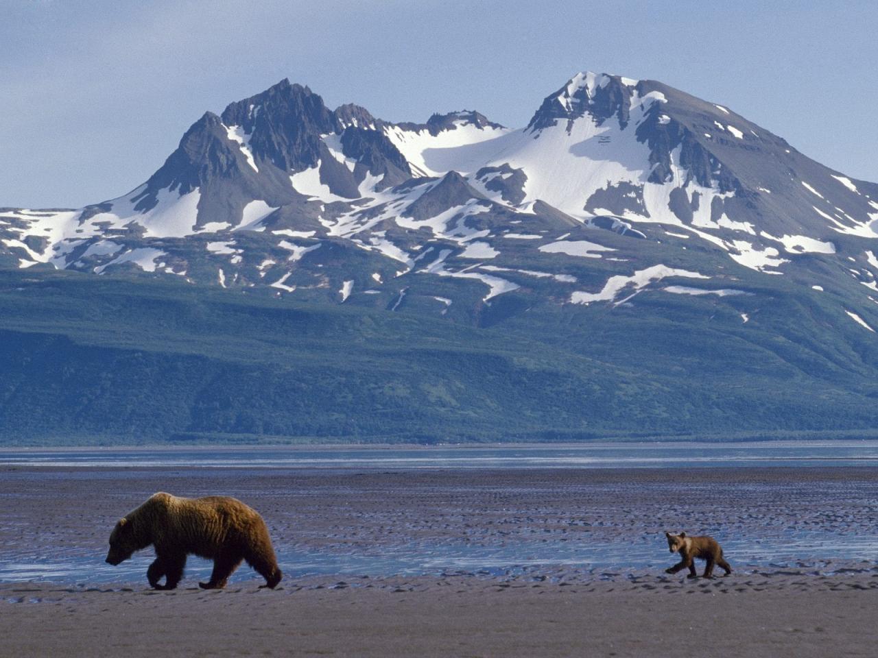 обои Mother Bear and Cub in Front фото