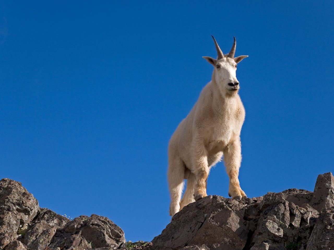 обои Mountain Goat, Klahhane Ridge, Olympic National Park фото