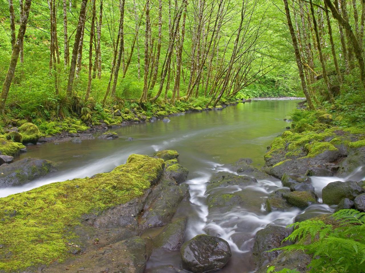 обои Nestucca River, Oregon фото