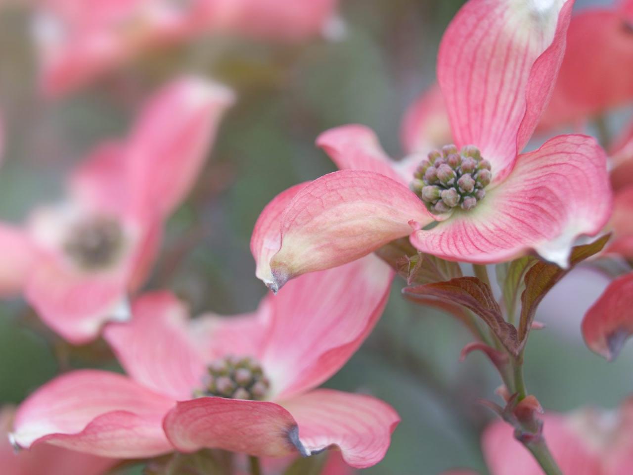 обои Pink Dogwood Blossoms фото