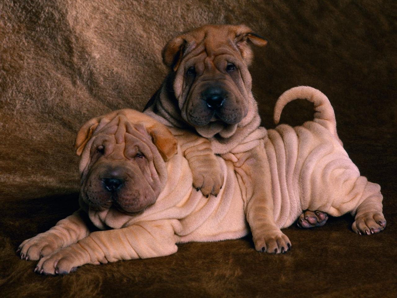 обои Shar Peis фото