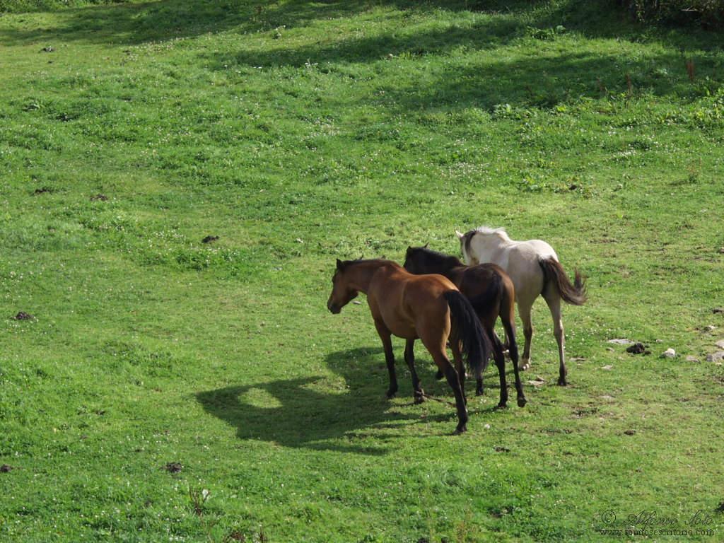 обои Три лошади фото