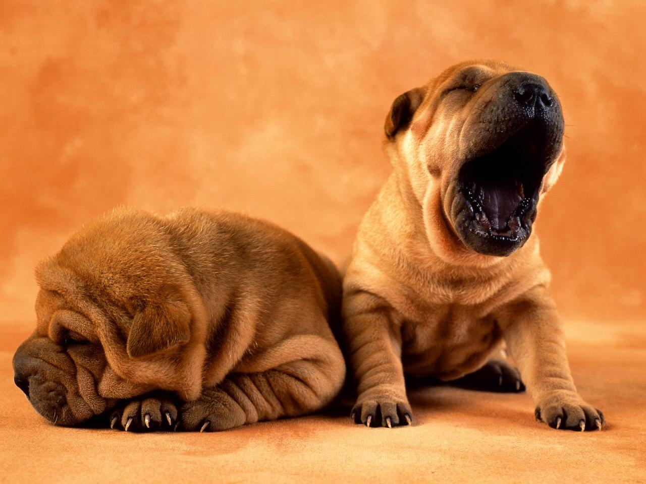 обои Big Yawn фото