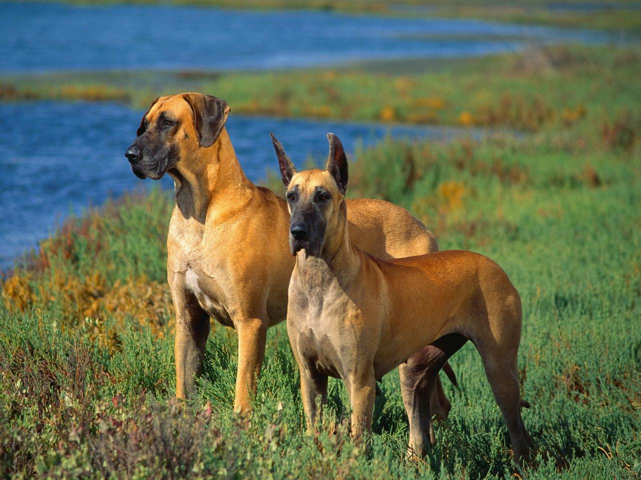 обои Great Danes фото