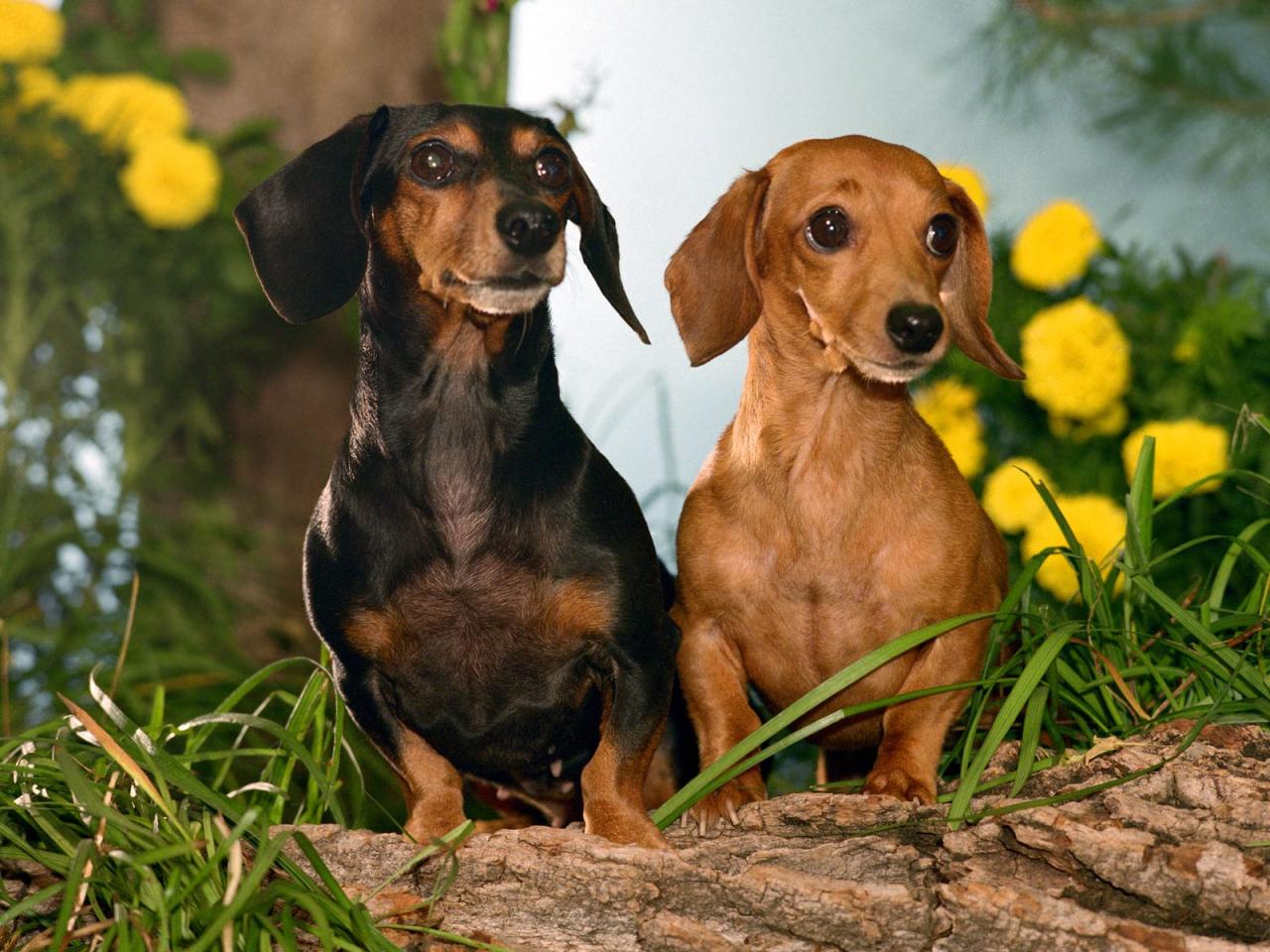 обои Winston and Maggie, Dachshunds фото