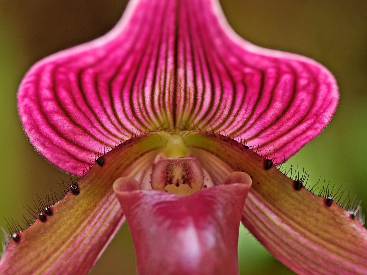 обои Ladyslipper Orchid фото