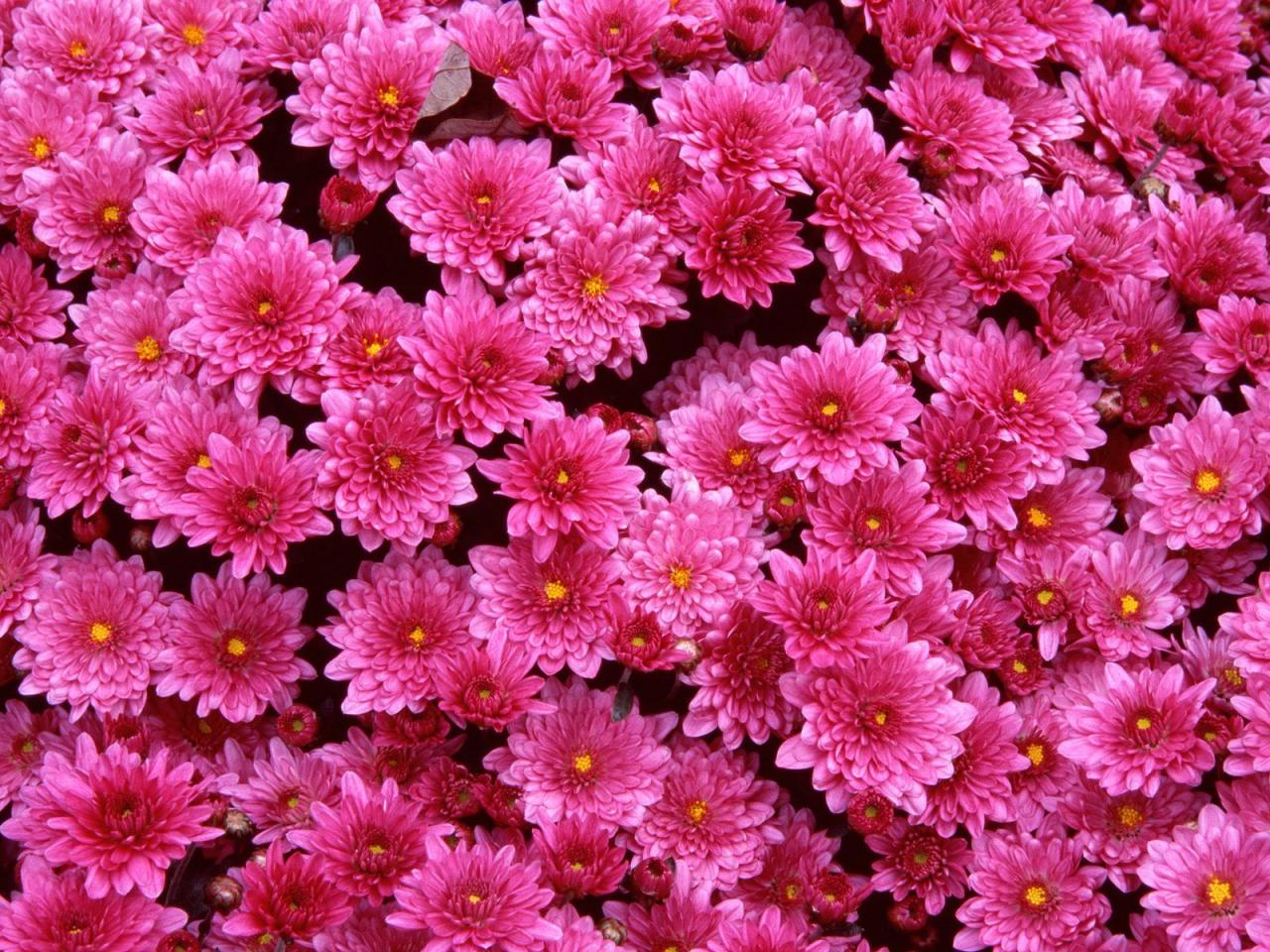 обои Magenta Mums фото