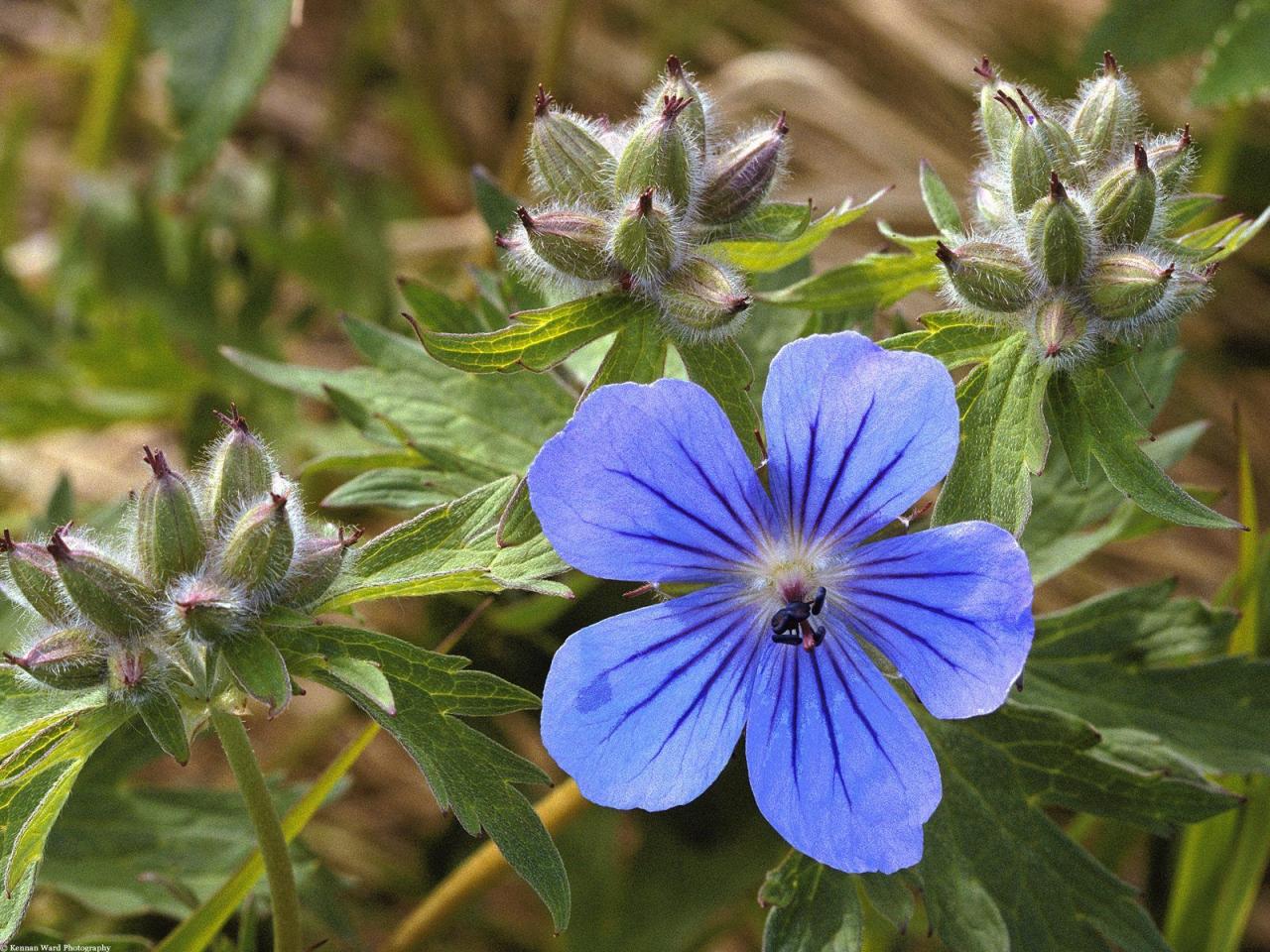 обои Northern Geranium фото