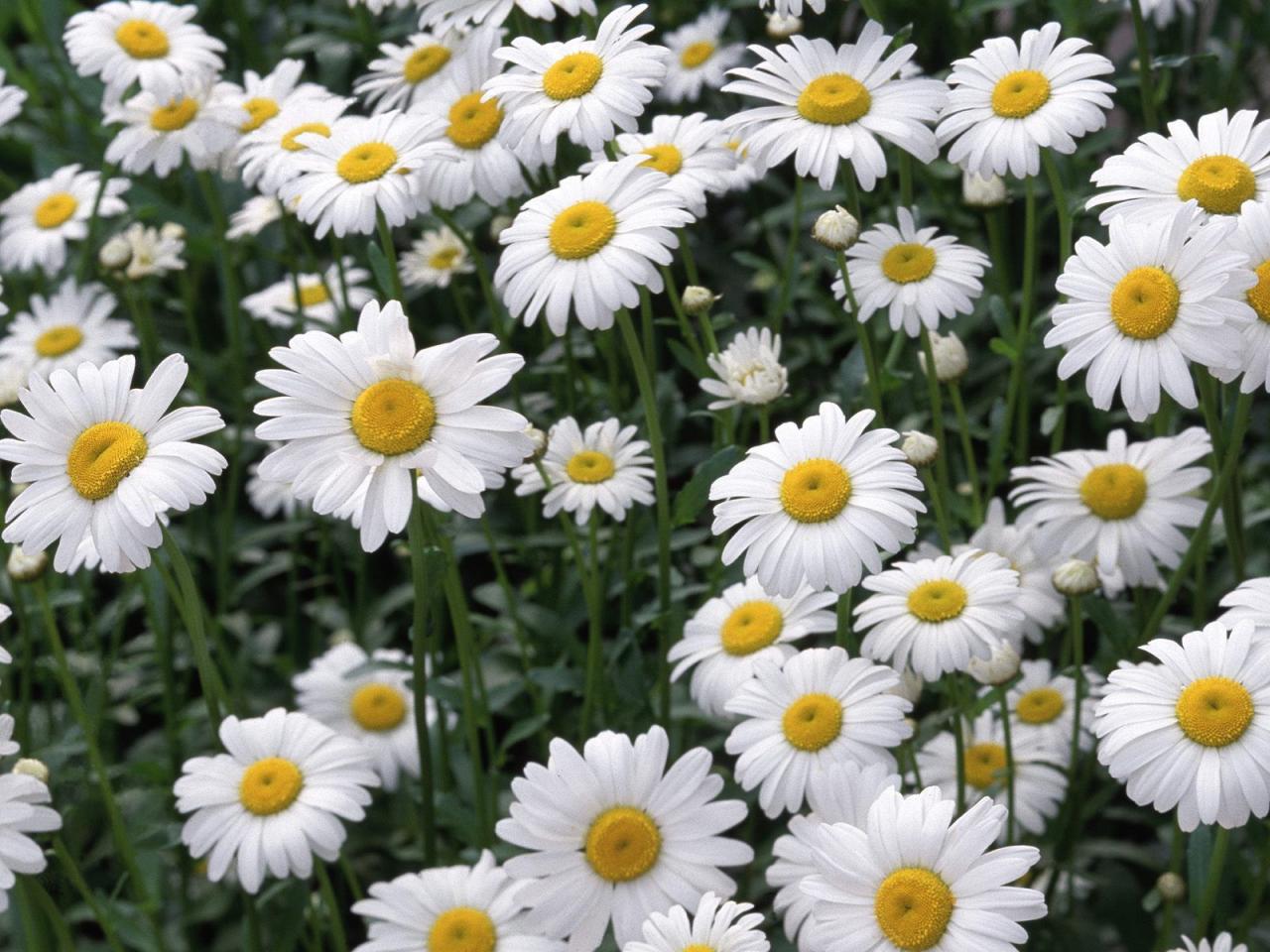 обои Oxeye Daisies фото