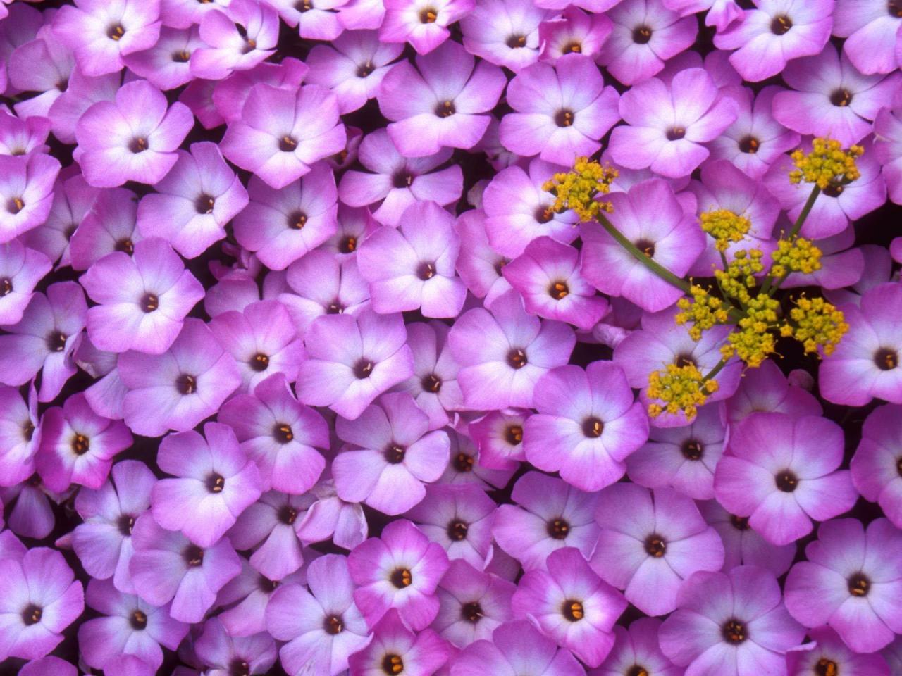 обои Phlox and Lomatium фото