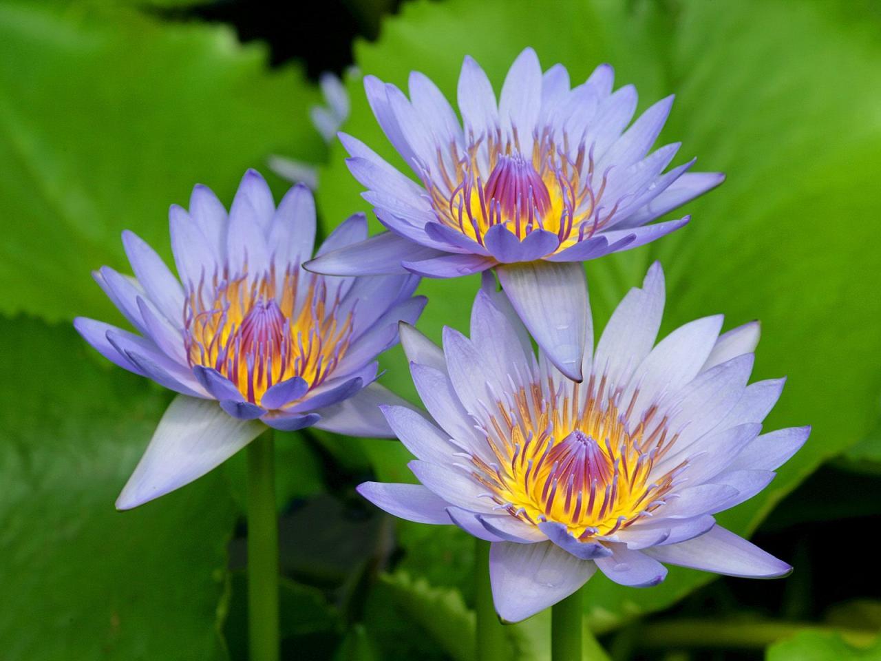 обои Purple Water Lilies фото