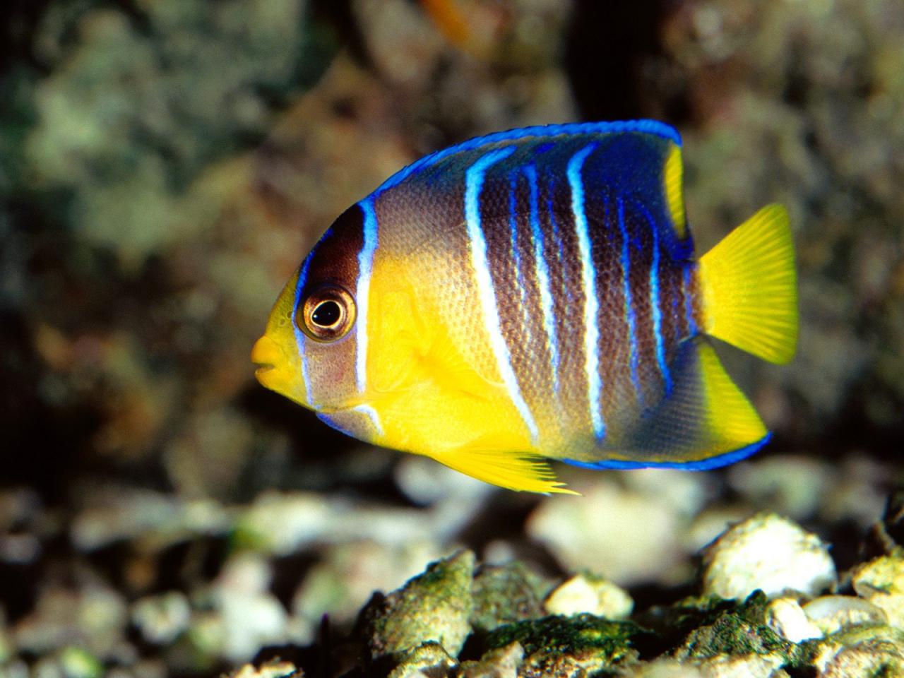 обои Caribbean Blue Angelfish, Gulf Of Mexico фото