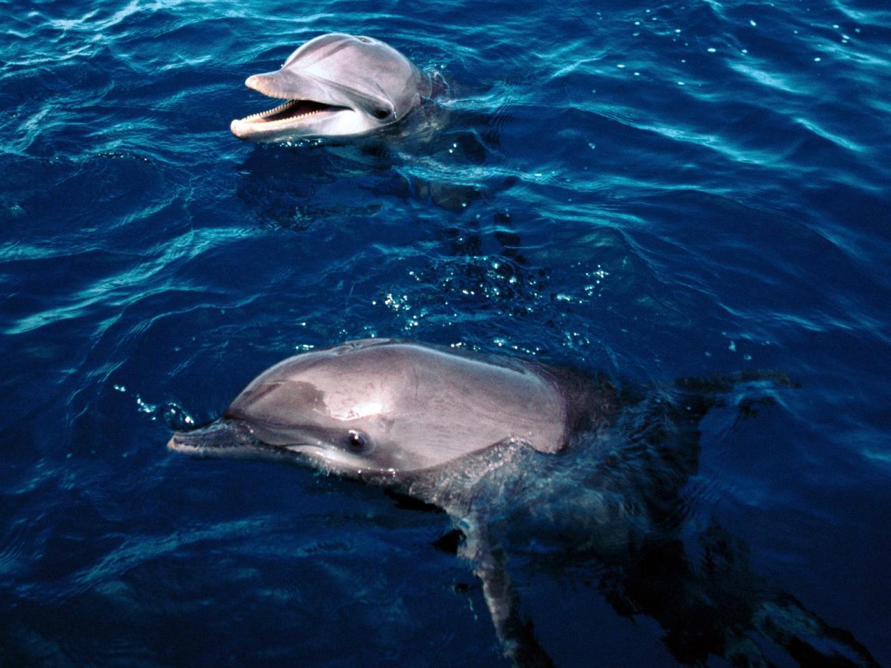 обои Frolicking Dolphins, Honduras фото