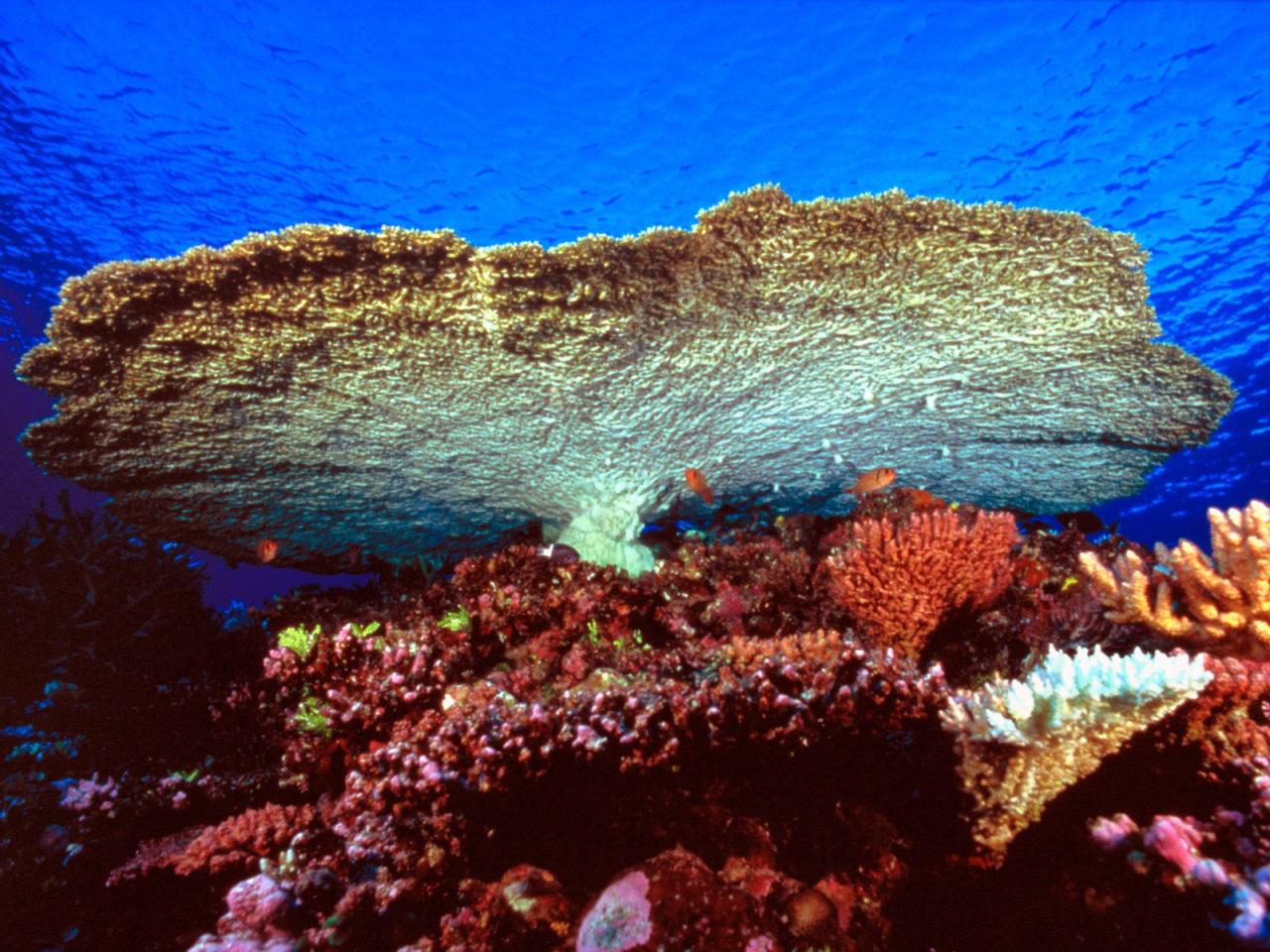 обои Huge Table Coral фото