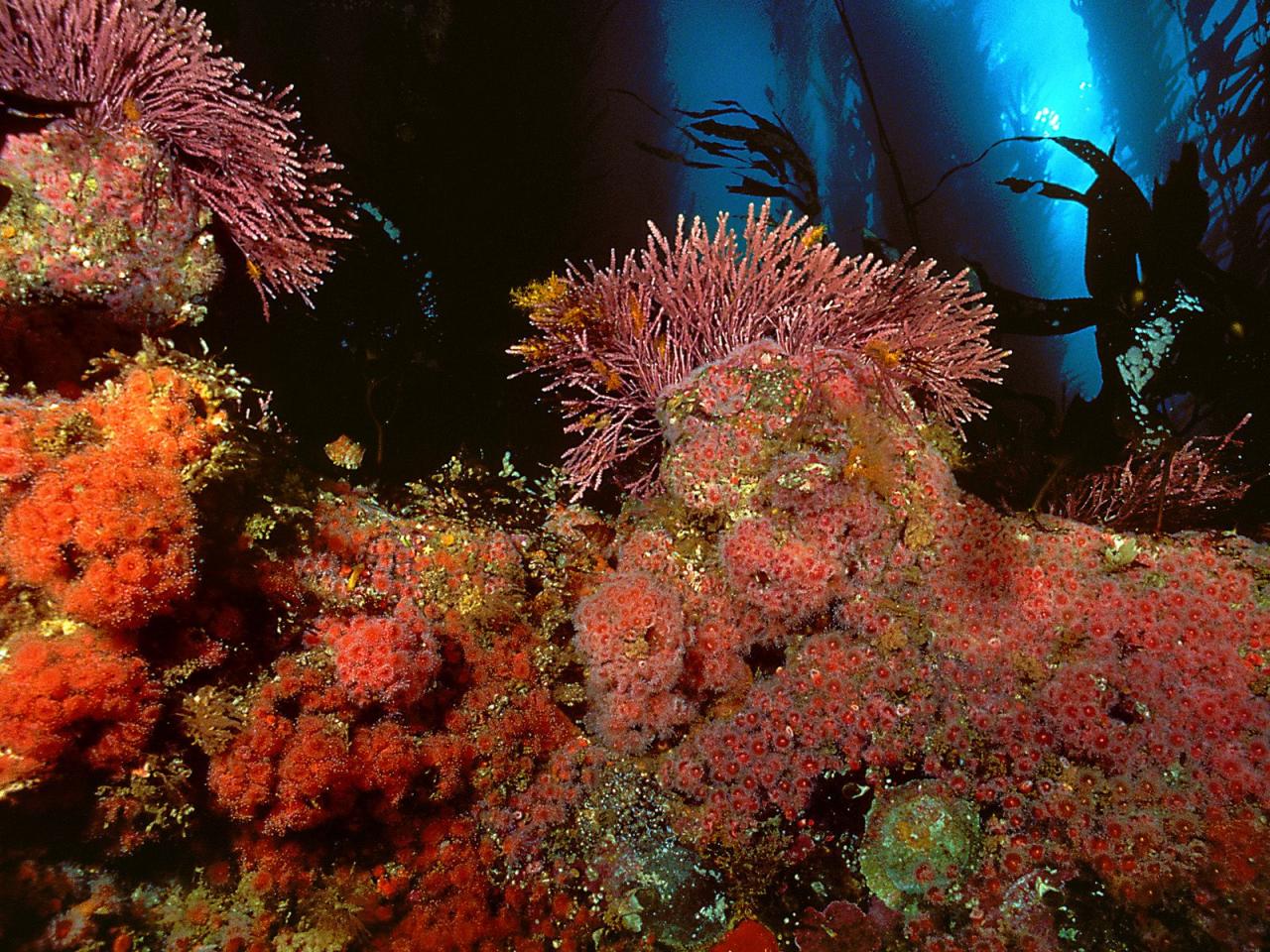 обои Kelp Forest, San Miguel Island, Channel Islands фото