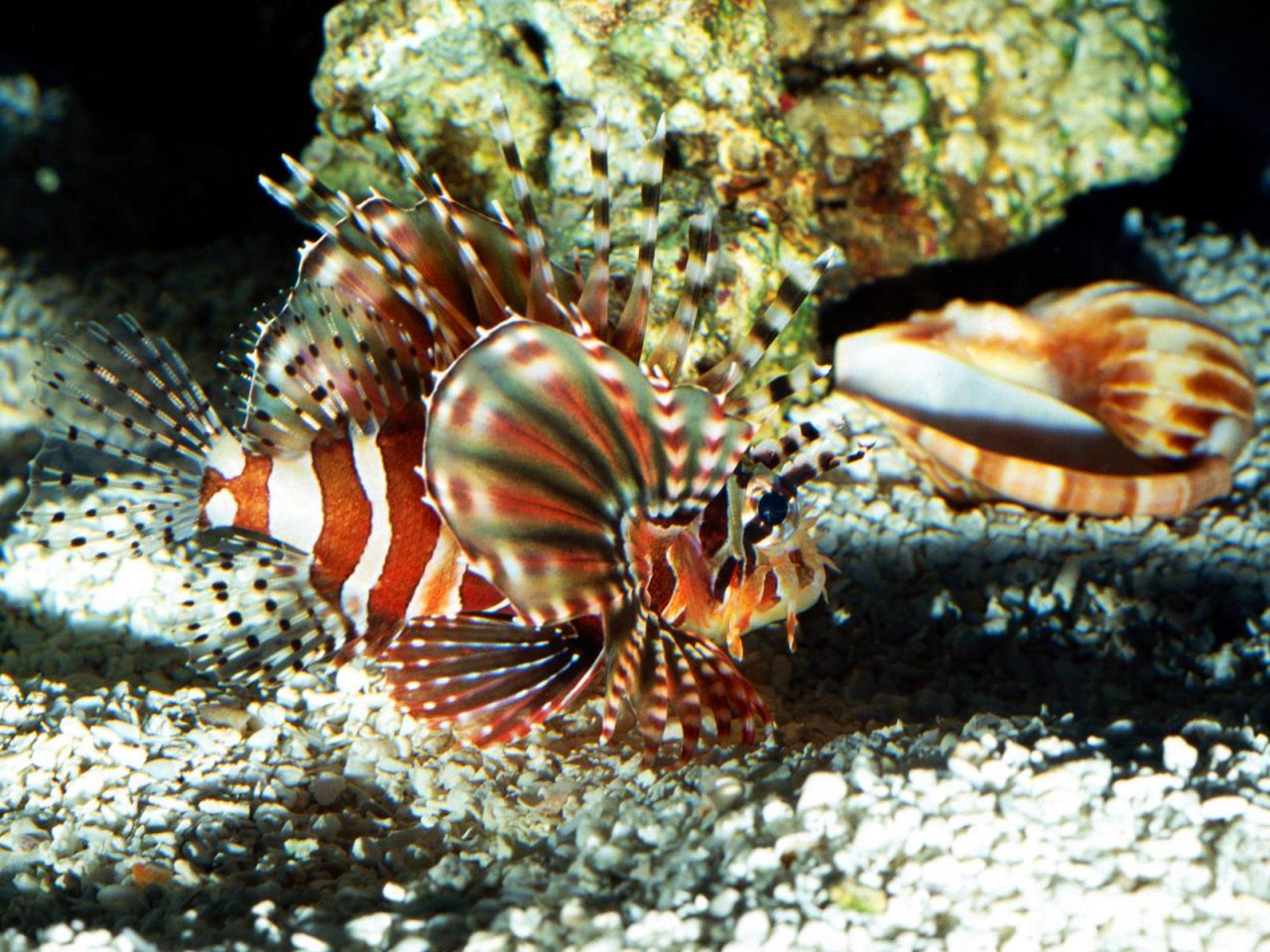 обои On Patrol, Lionfish фото