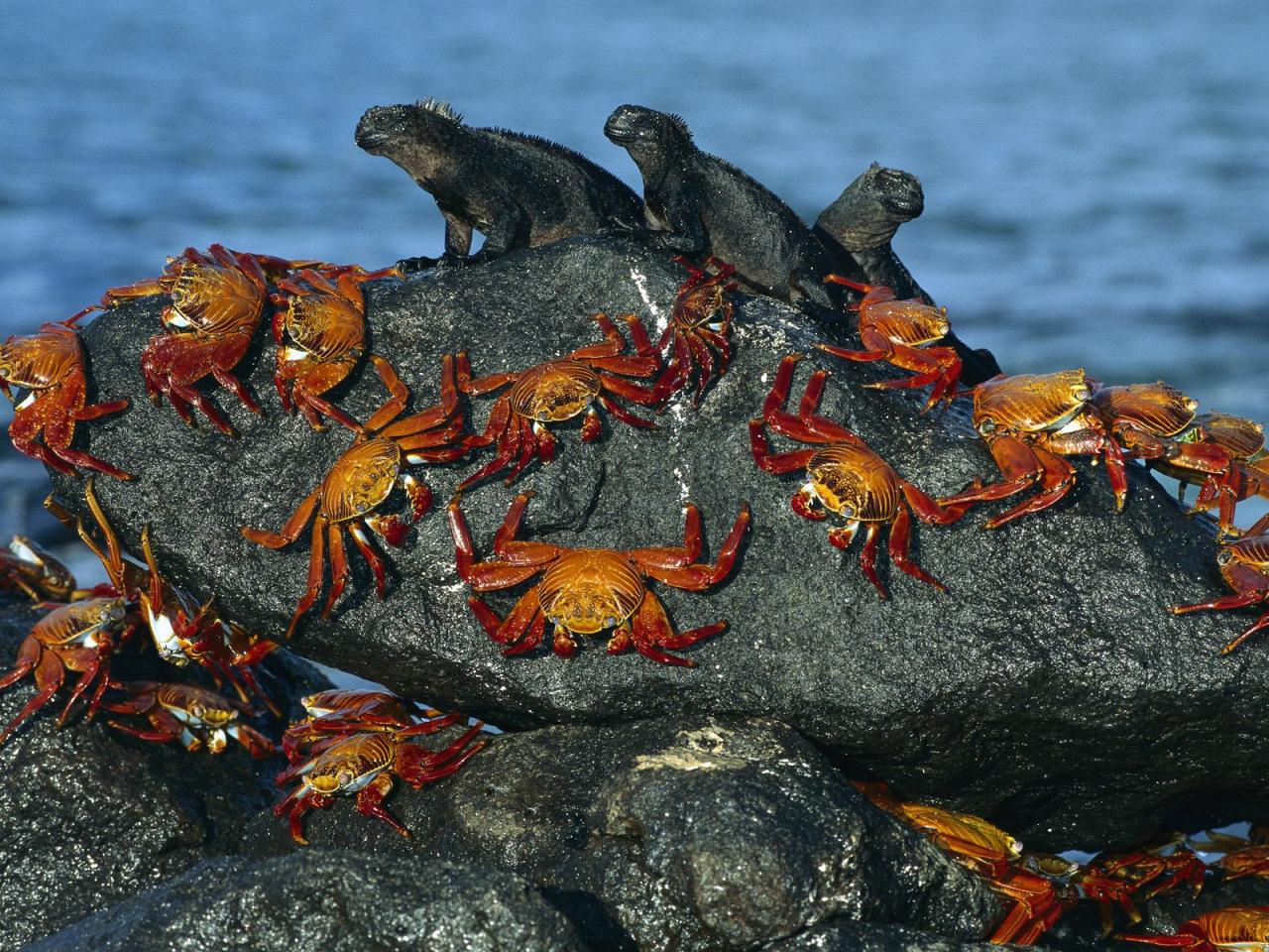 обои Sally-Lightfoot Crabs and Marine Iguanas фото