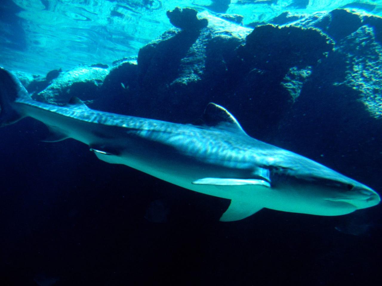 обои Tiger Shark, Bahamas фото