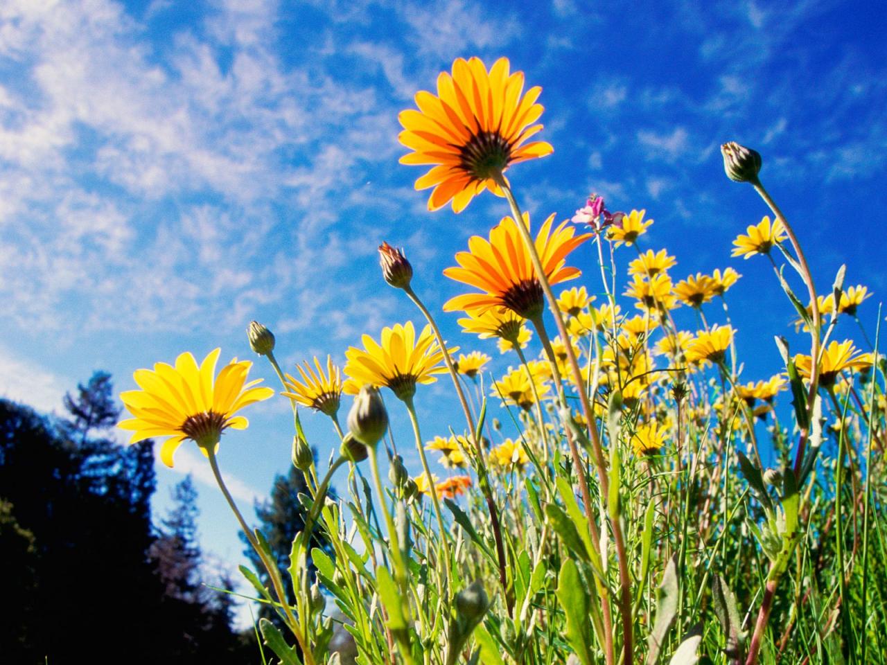 обои African Daisies фото