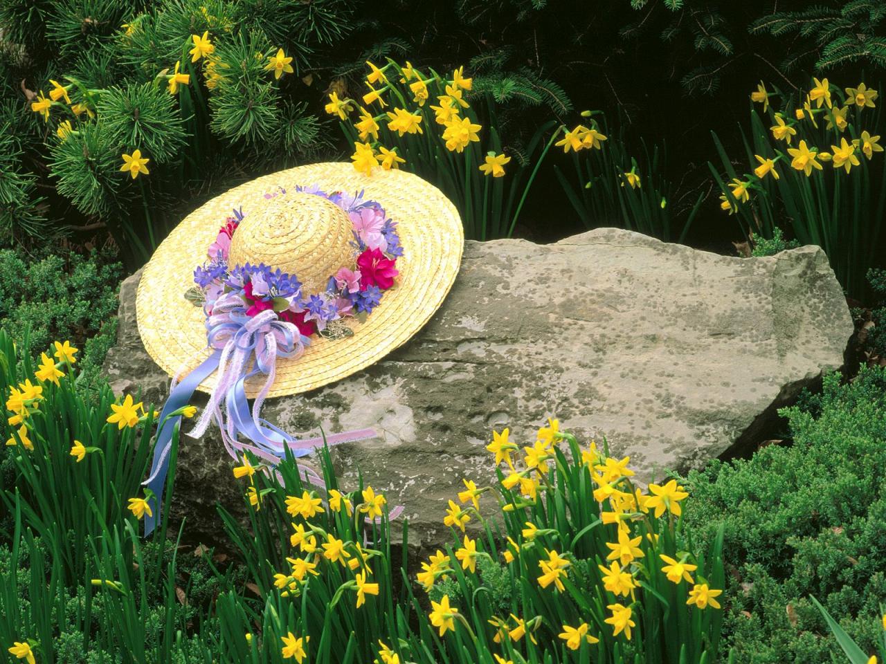 обои Among the Daffodils, Louisville, Kentucky фото