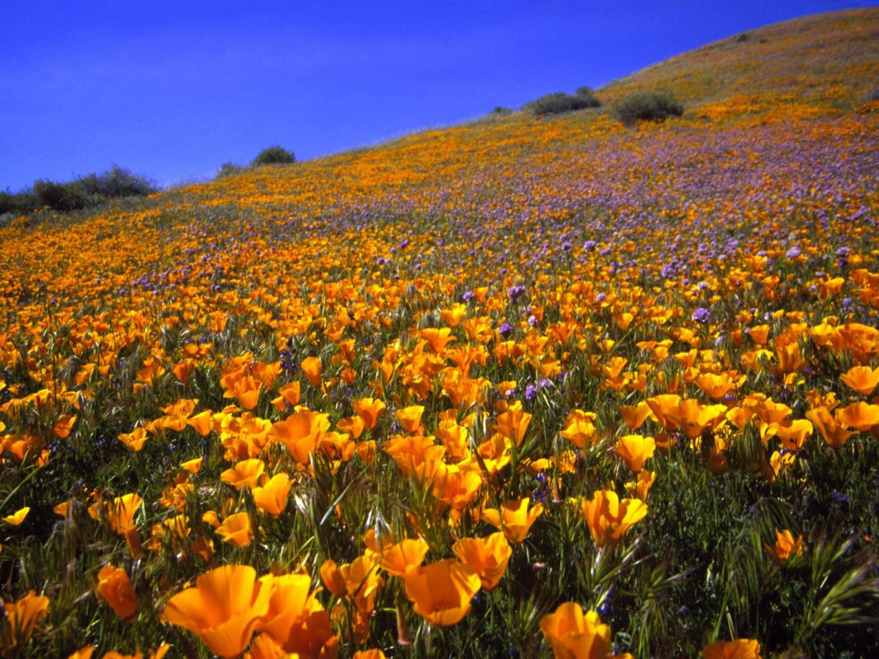 обои Antelope Valley Hillside, California фото