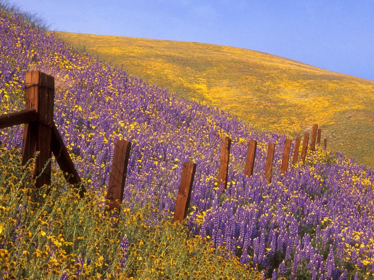 обои Barbed Wire and Wildflowers, Gorman, California фото