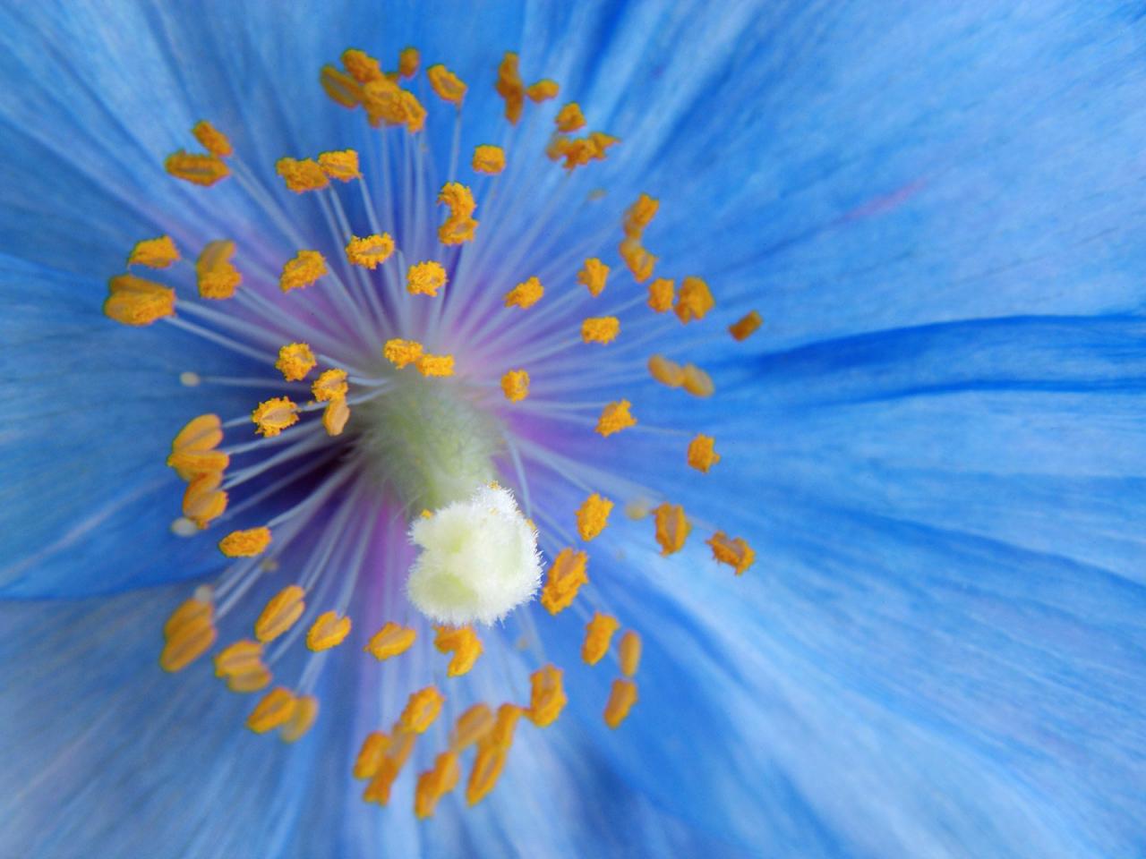 обои Blue Poppy фото