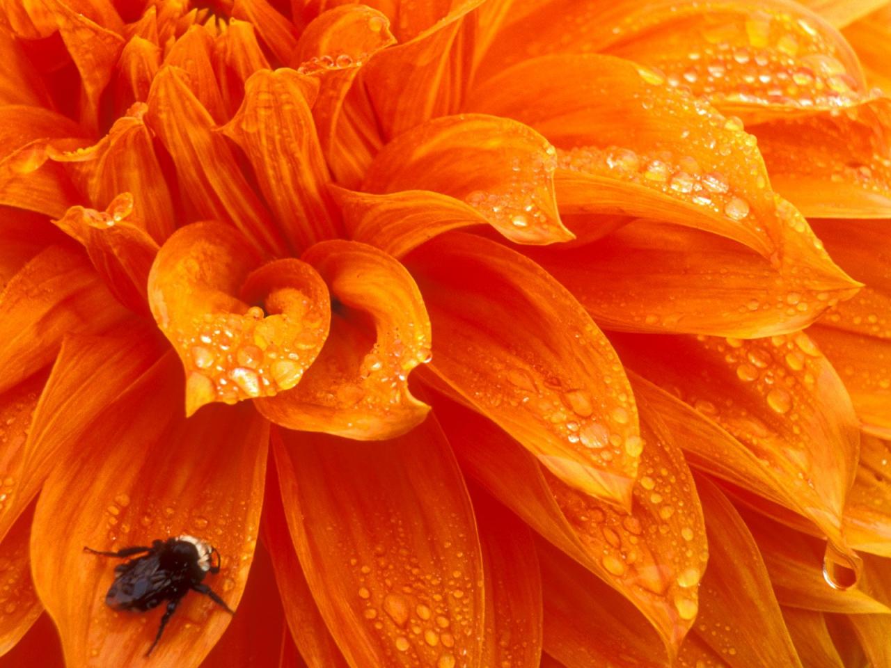 обои Bumblebee and Dewdrops, Dahlia фото
