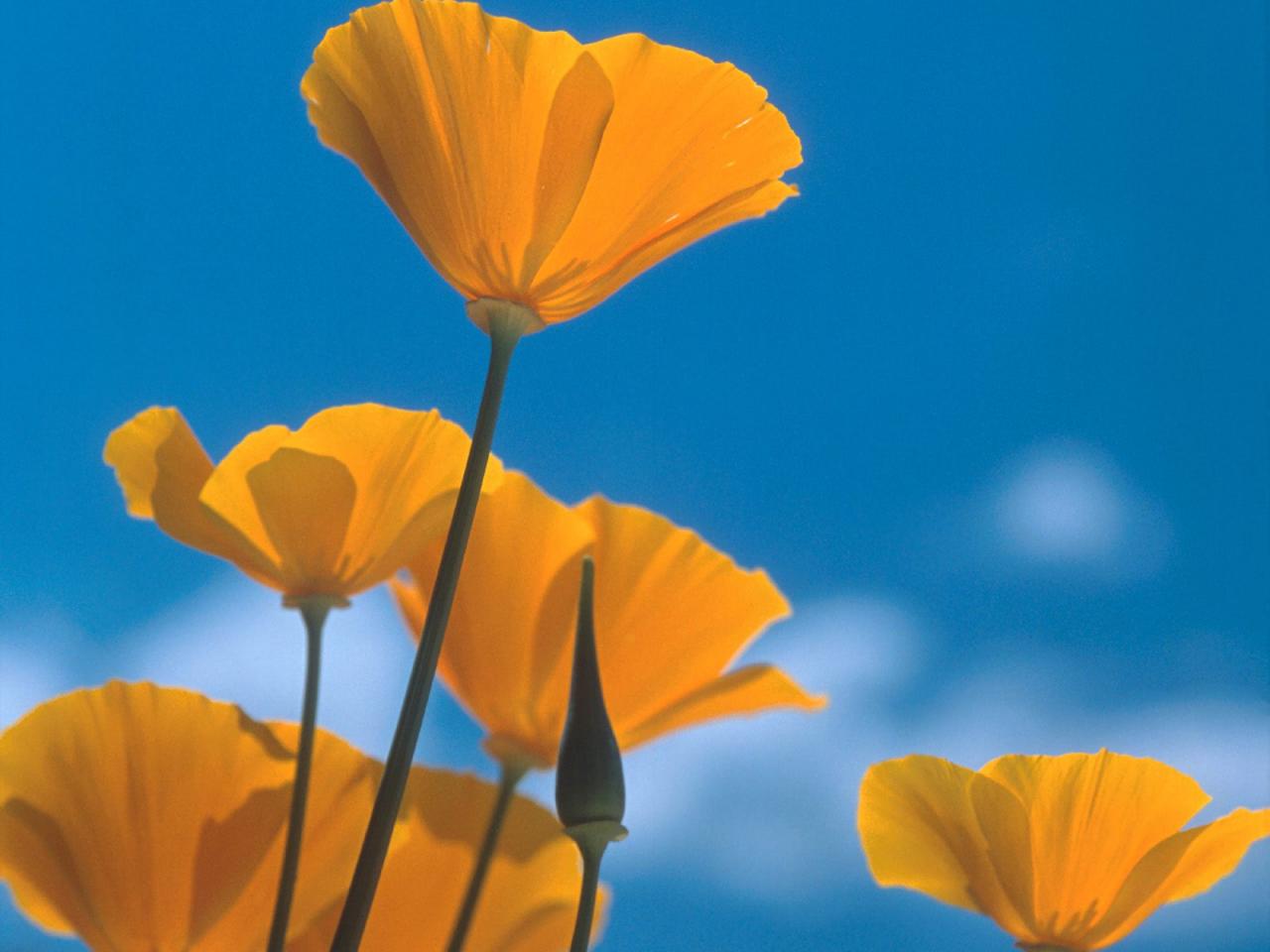 обои California Poppies, Siskiyou Mountains, near Ashland, Oregon фото