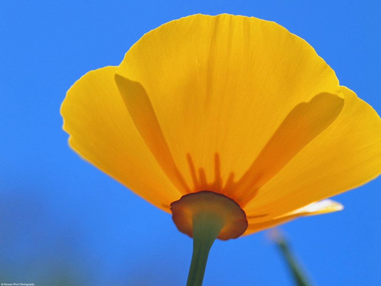 обои California Poppy фото