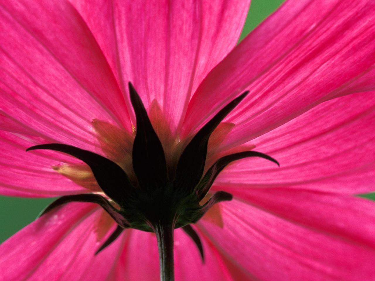 обои Cosmos Flower фото