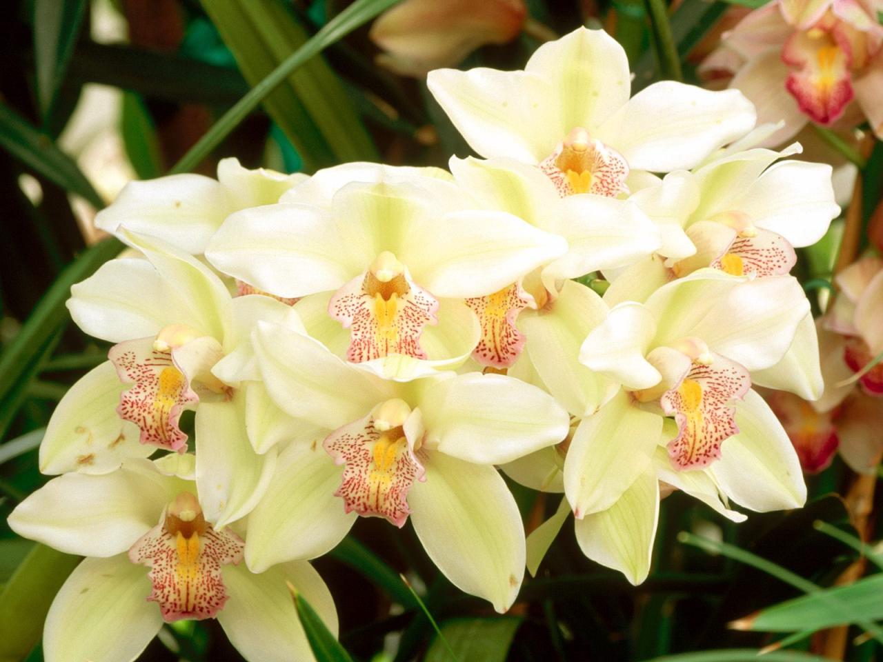 обои Cymbidium Orchid фото