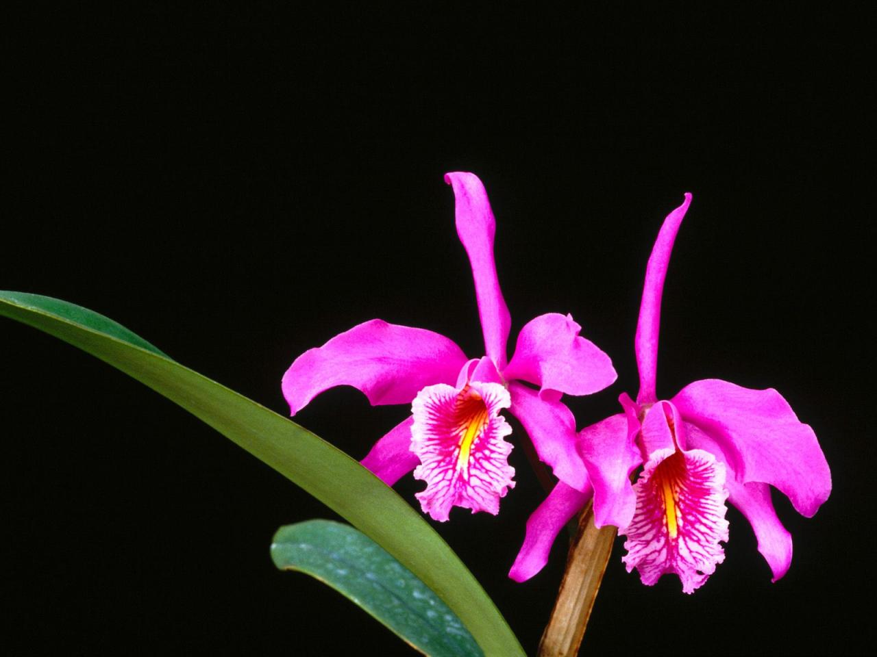 обои Delicate Wonders, Cattleya Maxima фото