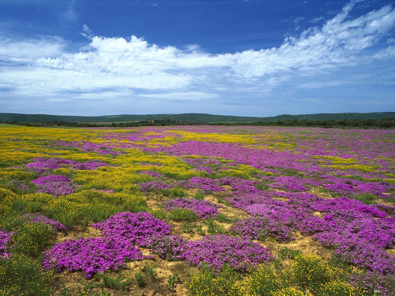 обои Dew Flowers, Eastern Cape, South Africa фото