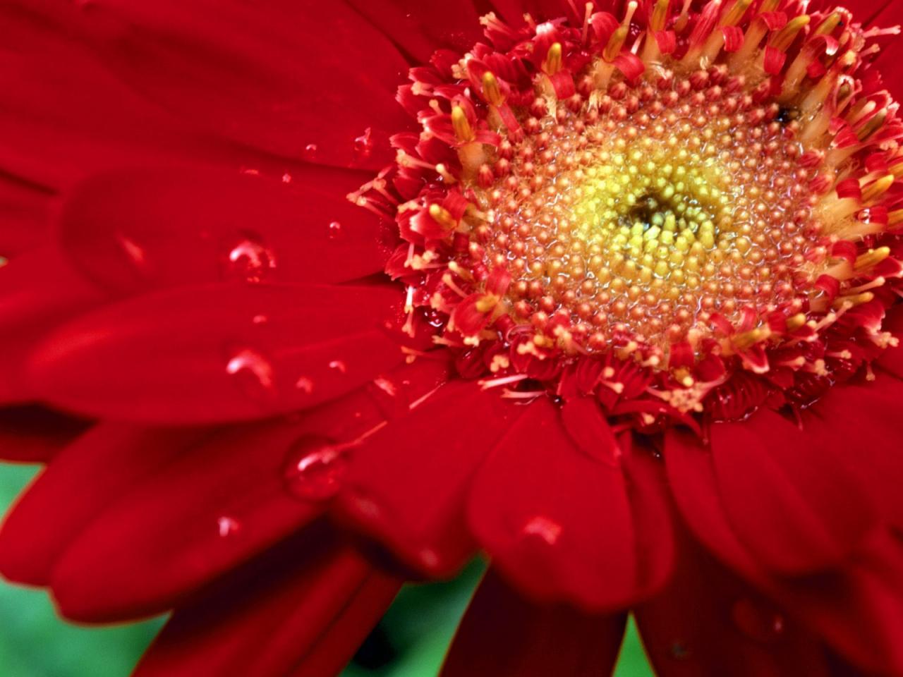 обои Dew Red, Zinnia фото