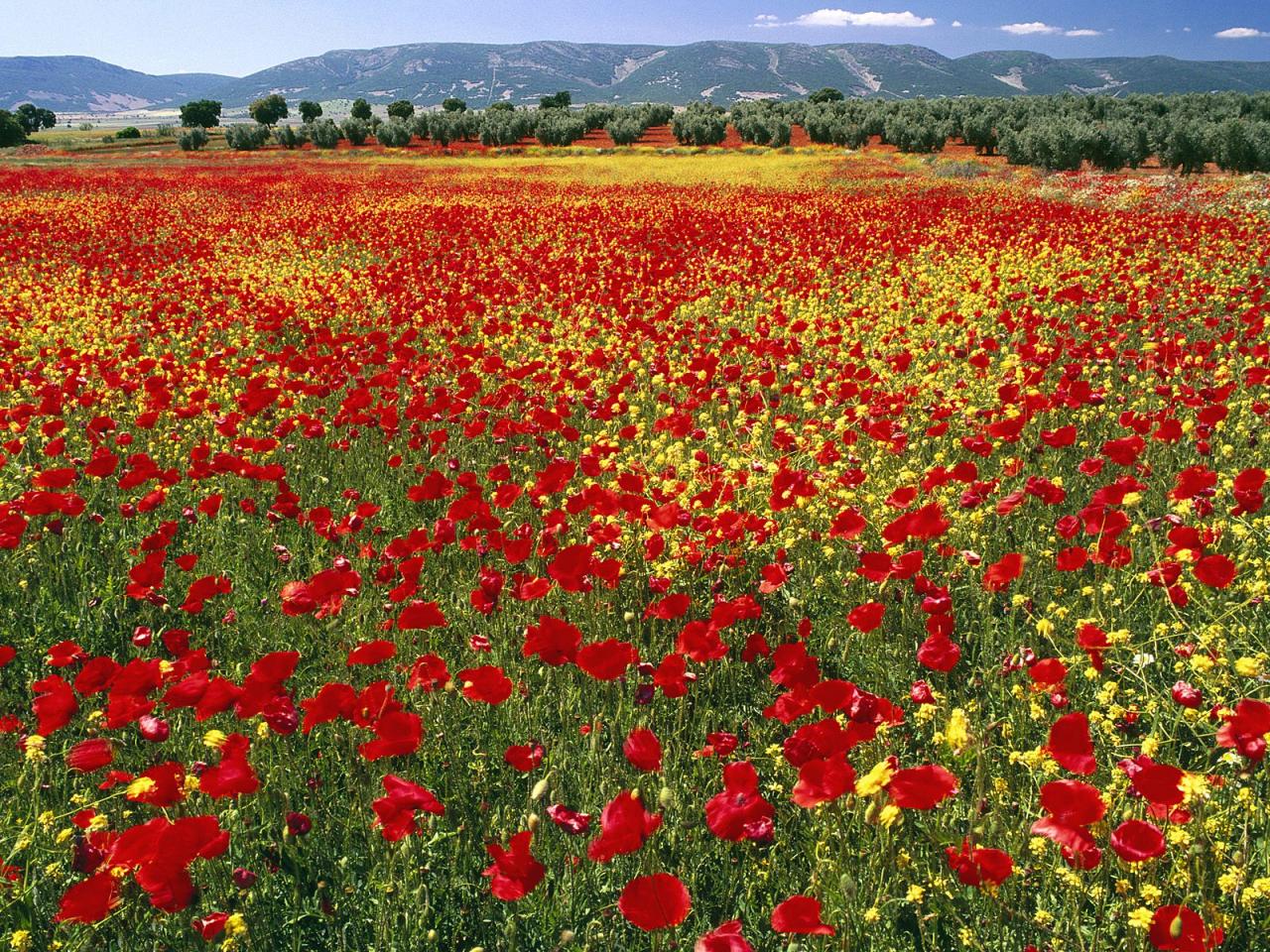 обои Endless Poppies, Spain фото