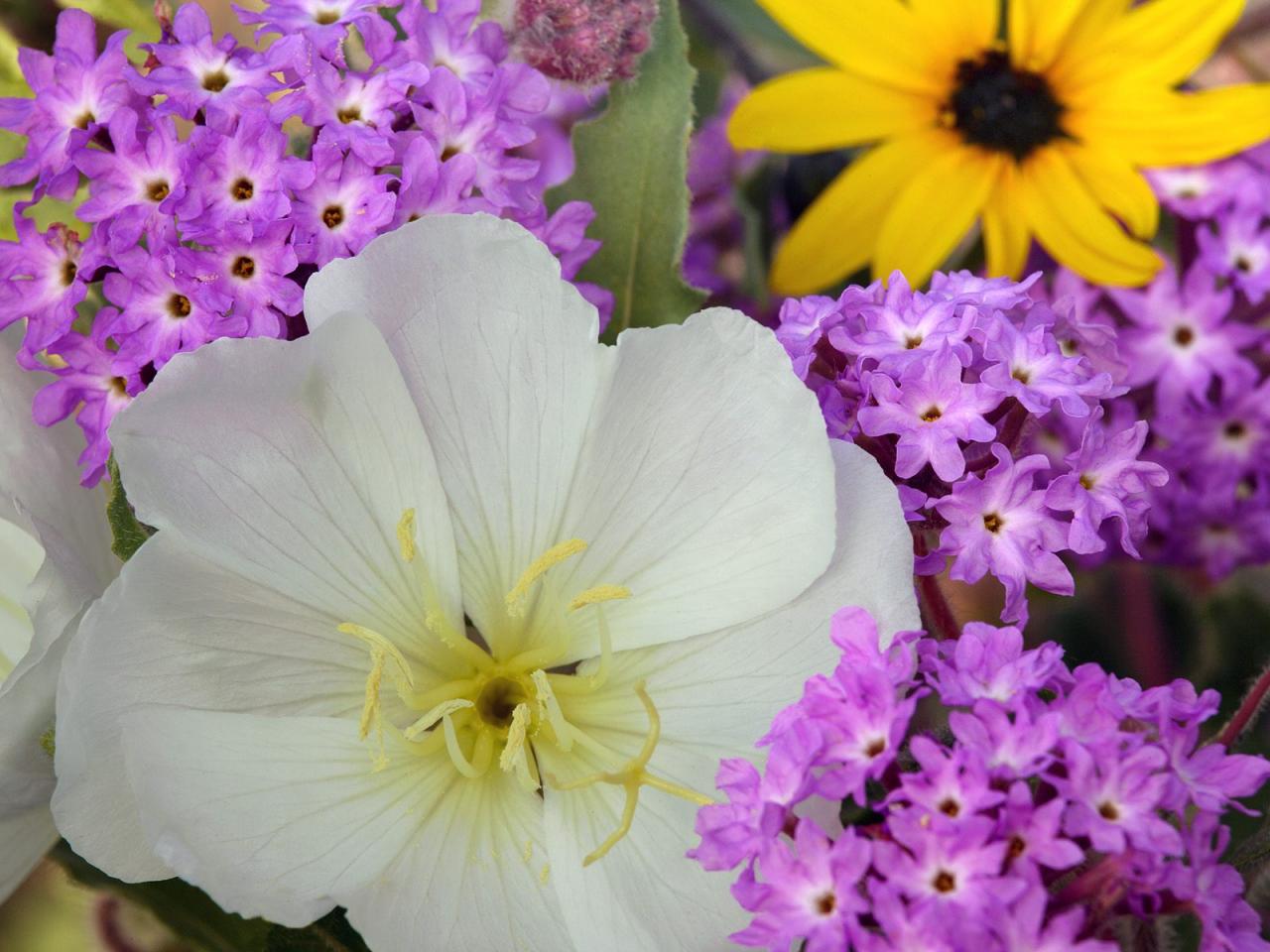 обои Evening Primrose and Sand Verbena фото